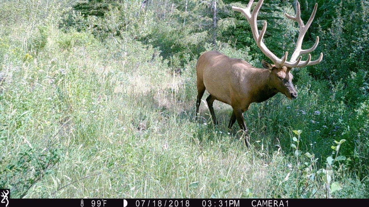 Antlers Lodge Cooke City Extérieur photo